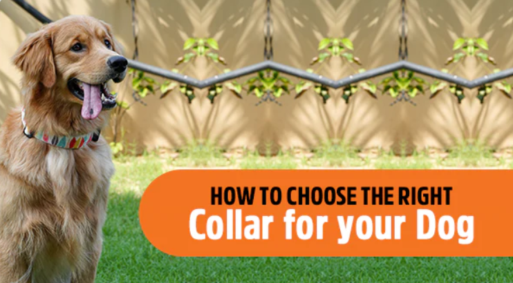 Choosing the Right Dog Collar| Shop Online