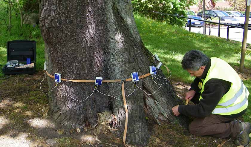 The Importance of Hiring a Tree Doctor – Ensuring the Longevity of Your Trees