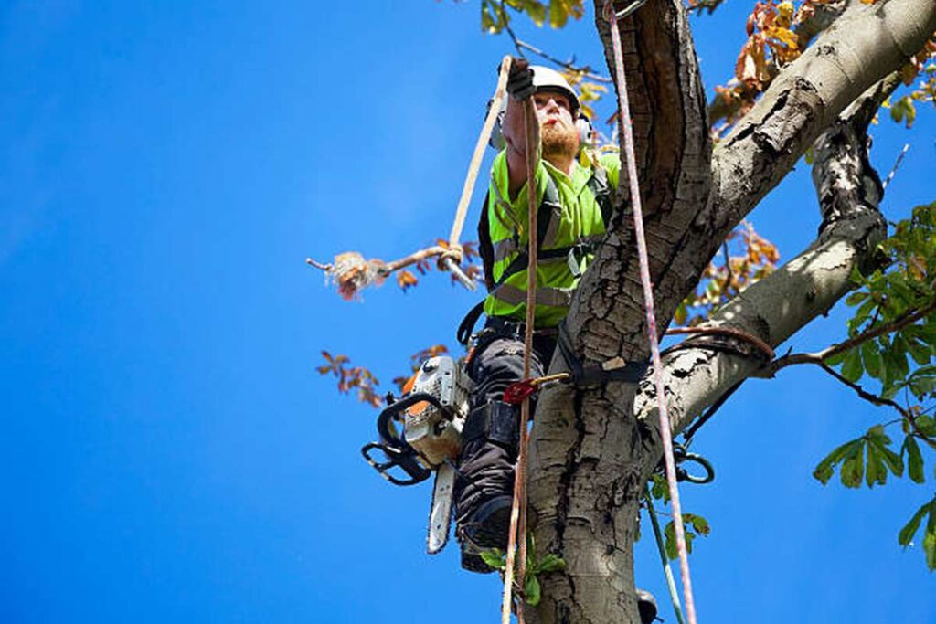 How can a tree doctor help your trees?