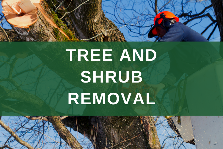 The Importance of Hiring a Tree Doctor – Ensuring the Longevity of Your Trees