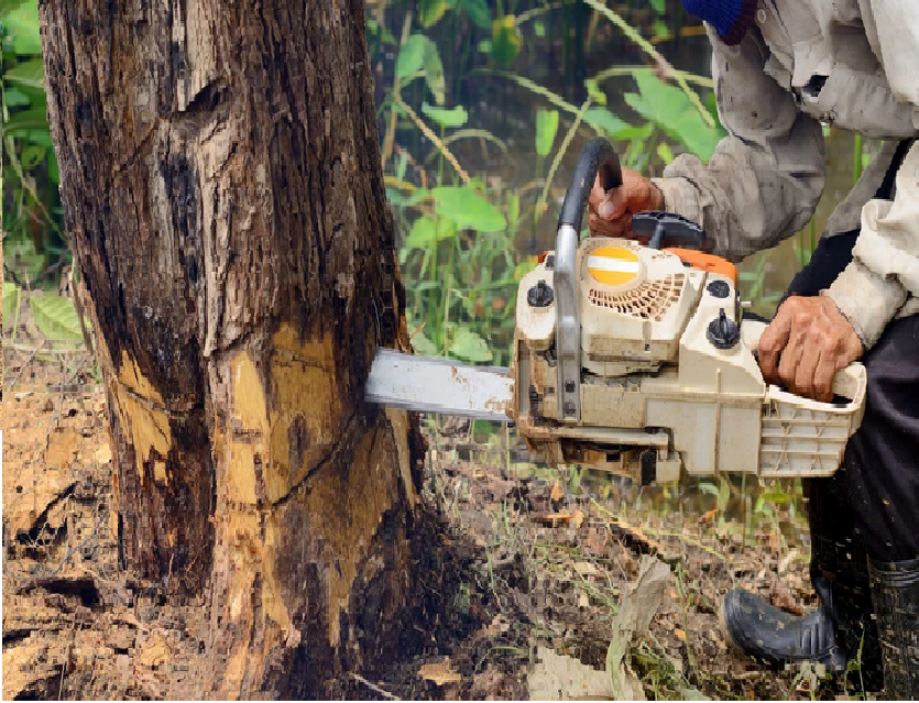 arborists