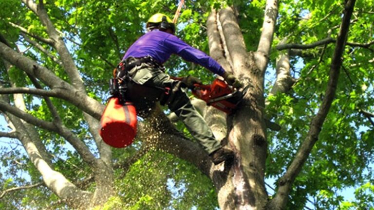 Tree Care Services – Enhancing Beauty and Health of Your Trees