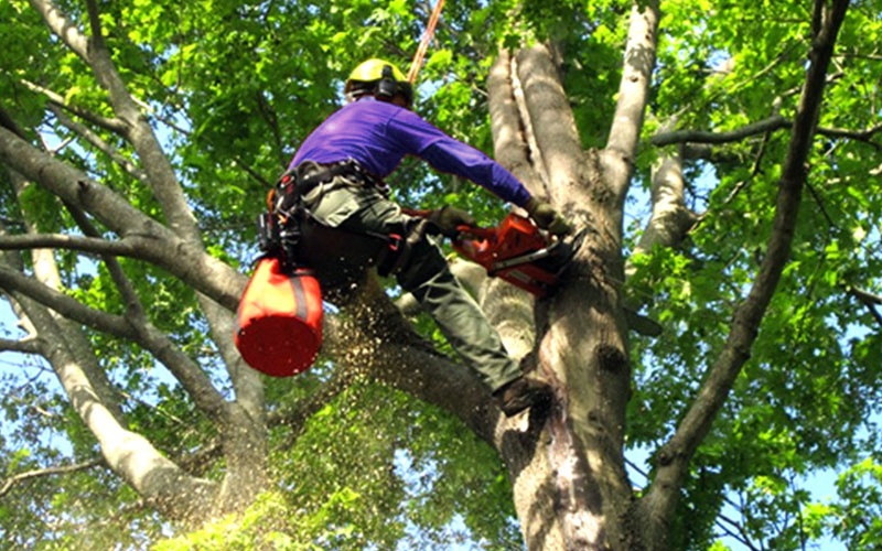 Tree Care Services – Enhancing Beauty and Health of Your Trees