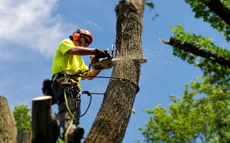 tree service calgary