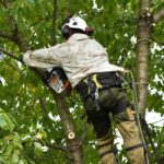 tree doctor